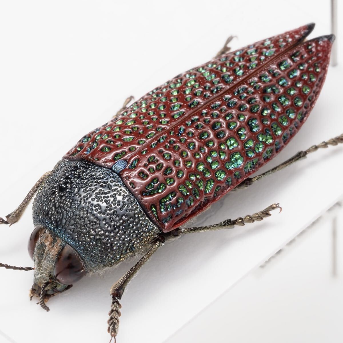 オーストラリアの ムカシタマムシ 3種セット 全ての商品 - insects-BNE