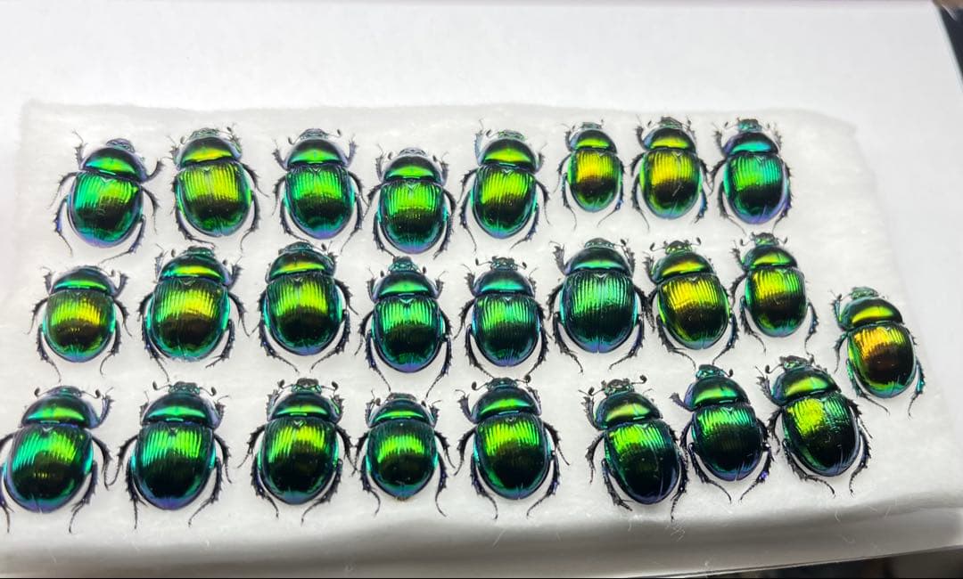 大特価 オオセンチ/センチ/レインボーセンチ82匹 +赤系18匹＋オマケ 大特価 オオセンチ/センチ/レインボーセンチ82匹 +赤系18匹＋オマケ 大